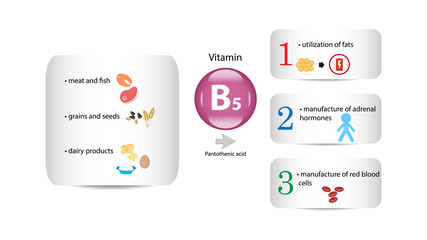 Vitamin B5 vector design. Vitamin B5 function and sources. Pantothenic Acid