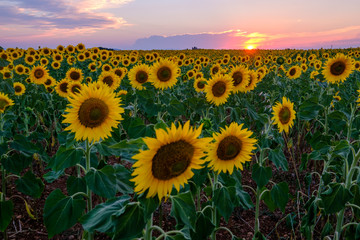 Champ de tournesols. Coucher de soleil, beau ciel color&eacute; avec des nuages.	