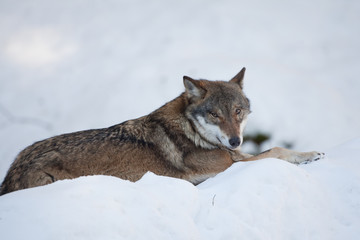 gray wolf, grey wolf, canis lupus