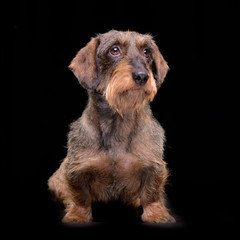 Studio shot of an adorable mixed breed dog