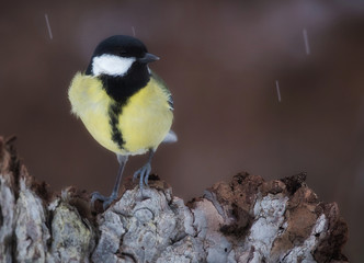 Obraz na płótnie Canvas Great tit (Parus major)