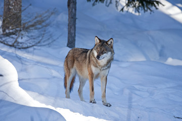 gray wolf, grey wolf, canis lupus