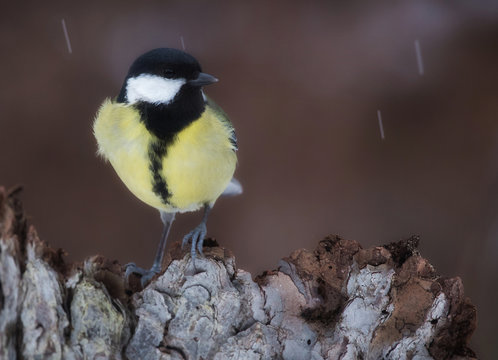 Great tit (Parus major)