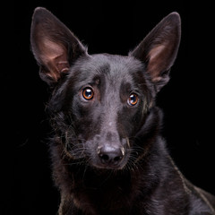 Portrait of an adorable mixed breed dog