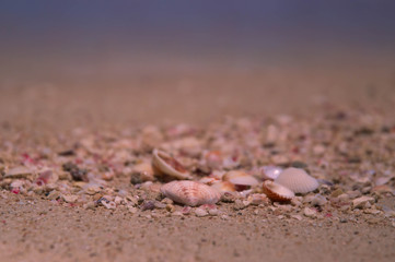 shell on the beach