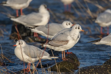 Möwen in Langel an der Fähre