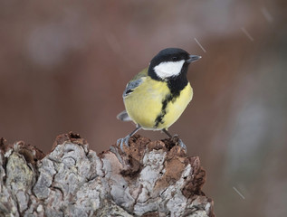 Fototapeta premium Great tit (Parus major) bird, yellow, black,