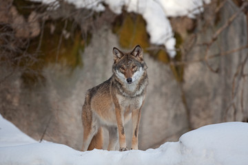 gray wolf, grey wolf, canis lupus