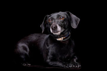 Studio shot of an adorable mixed breed dog