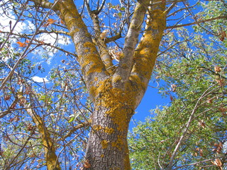 Barossa Valley. Australian wine state