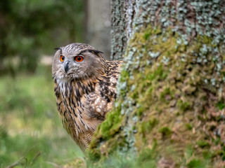 Eurasian eagle-owl (Bubo Bubo) in forest on the ground. Eurasian eagle owl sitting under the tree.
