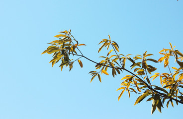 겨울 비목 잎