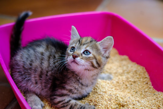 Petit chaton calico de trois mois dans la toilette de chat en plastique rose.