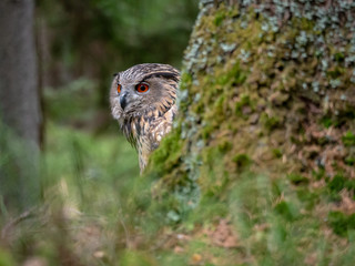 Eurasian eagle-owl (Bubo Bubo) in forest on the ground. Eurasian eagle owl sitting under the tree.