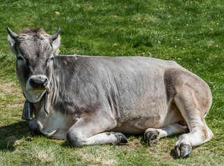 Alpen Landschaft in Italien Meran