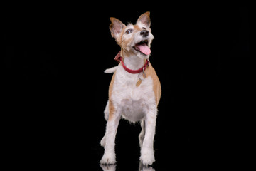 Studio shot of an old, adorable Jack Russell terrier