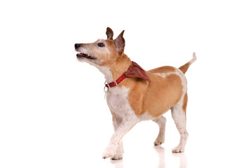 Studio shot of an old, adorable Jack Russell terrier