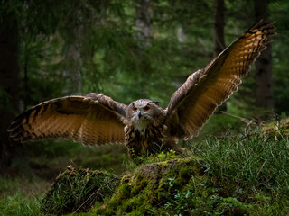 Eurasian eagle-owl (Bubo Bubo) in forest. Eurasian eagle owl landing under the tree. Owl flying in forest.
