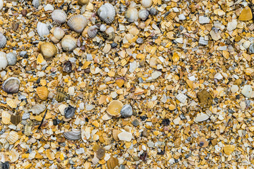Large coarse sea sand with fragments and debris sea shells. Azov sands texture.
