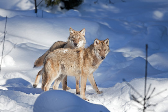 gray wolf, grey wolf, canis lupus