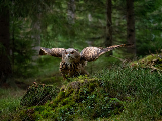 Eurasian eagle-owl (Bubo Bubo) in forest. Eurasian eagle owl landing under the tree. Owl flying in forest.