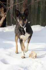 black dog with a bone under a tree