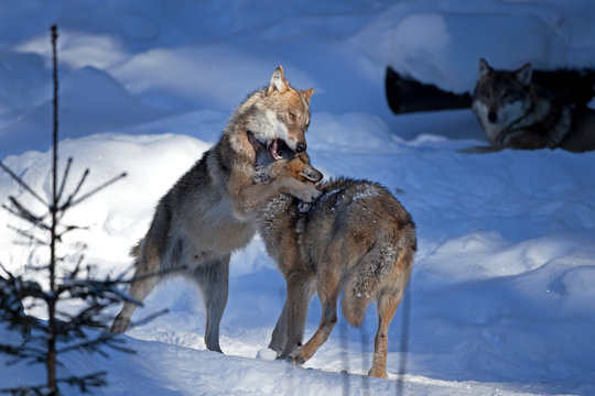 gray wolf, grey wolf, canis lupus
