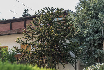 Alpen Landschaft in Italien Meran