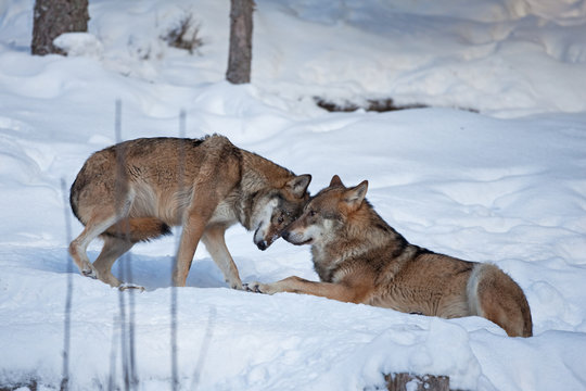 gray wolf, grey wolf, canis lupus