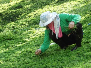worker gardener full cover dress up take out the grass from the garden yard