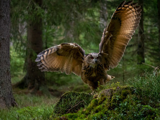 Eurasian eagle-owl (Bubo Bubo) in forest. Eurasian eagle owl landing under the tree. Owl flying in...