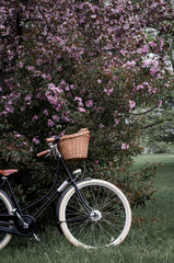 Bicycle leaning again blossoming tree in a park