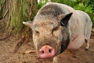 Hängebauchschwein blickz