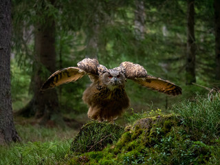 Eurasian eagle-owl (Bubo Bubo) in forest. Eurasian eagle owl landing under the tree. Owl flying in forest.