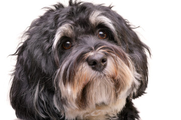 Portrait of an adorable Bichon havanese