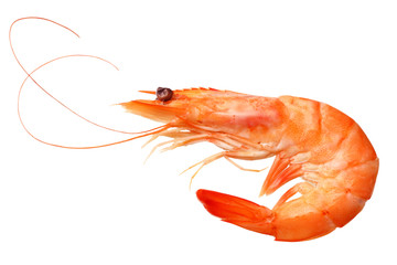 one shrimp isolated on a white background. top view