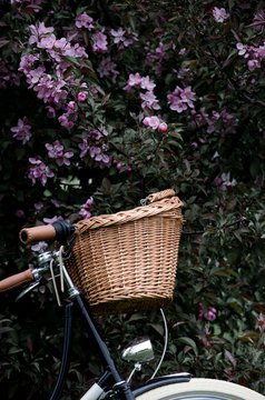 Bicycle leaning again blossoming tree in a park