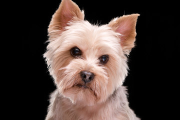 Portrait of an adorable Yorkshire terrier