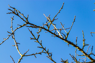 Fototapeta na wymiar tree is awaiting for spring