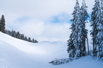 Fototapeta premium Waldrand mit umgestürzten Baum im Winter