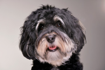 Portrait of an adorable Bichon havanese