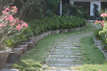 Obraz premium Stone path in the nursery for growing ornamental palm trees in large clay pots