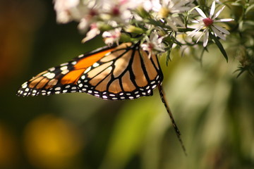 Monarch 2