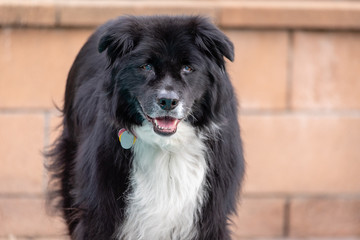 Happy old dog outside in front of cement block wall.