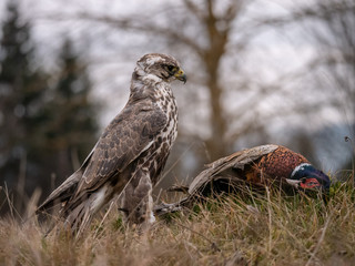 Saker falcon (Falco cherrug) sitting on hunted pheasant. Saker falcon hunting. Saker falcon portrait. Saker falcon and pheasant. 