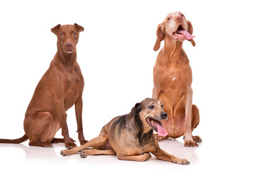 Studio shot of 2 adorable mixed breed dog and a Hungarian vizsla