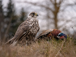 Saker falcon (Falco cherrug) sitting on hunted pheasant. Saker falcon hunting. Saker falcon portrait. Saker falcon and pheasant. 