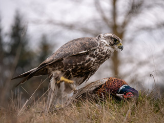 Saker falcon (Falco cherrug) sitting on hunted pheasant. Saker falcon hunting. Saker falcon portrait. Saker falcon and pheasant. 