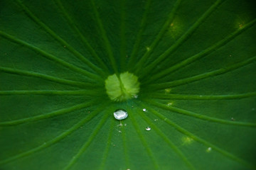 Water on leaf