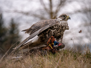 Saker falcon (Falco cherrug) sitting on hunted pheasant. Saker falcon hunting. Saker falcon portrait. Saker falcon and pheasant. 